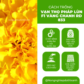 Hạt Giống Hoa Vạn Thọ Pháp Lùn F1 Vàng Chanh RADO 833 (Gói 10 Hạt) Rạng Đông, Cao Tầm 30-40cm