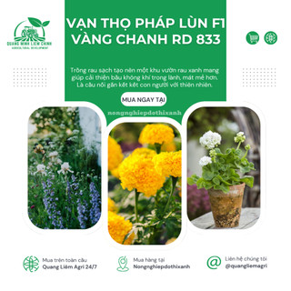 Hạt Giống Hoa Vạn Thọ Pháp Lùn F1 Vàng Chanh RADO 833 (Gói 10 Hạt) Rạng Đông, Cao Tầm 30-40cm