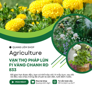 Hạt Giống Hoa Vạn Thọ Pháp Lùn F1 Vàng Chanh RADO 833 (Gói 10 Hạt) Rạng Đông, Cao Tầm 30-40cm