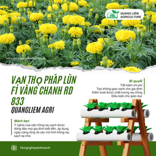 Hạt Giống Hoa Vạn Thọ Pháp Lùn F1 Vàng Chanh RADO 833 (Gói 10 Hạt) Rạng Đông, Cao Tầm 30-40cm