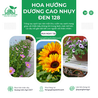 Hạt giống Hoa Hướng Dương Cao Nhụy Đen 128 (1gram~40 hạt) thân cao, trồng chậu hoặc cắt cành
