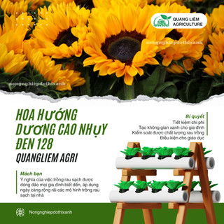 Hạt giống Hoa Hướng Dương Cao Nhụy Đen 128 (1gram~40 hạt) thân cao, trồng chậu hoặc cắt cành