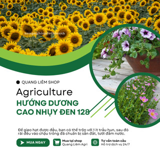 Hạt giống Hoa Hướng Dương Cao Nhụy Đen 128 (1gram~40 hạt) thân cao, trồng chậu hoặc cắt cành
