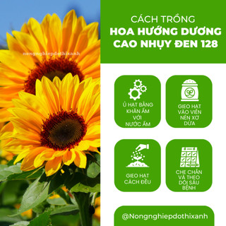 Hạt giống Hoa Hướng Dương Cao Nhụy Đen 128 (1gram~40 hạt) thân cao, trồng chậu hoặc cắt cành