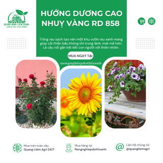 Hạt giống Hoa Hướng Dương Cao Nhuỵ Vàng RD 858 (1gram~35 hạt) trồng chậu hoặc cắt cành, quanh năm