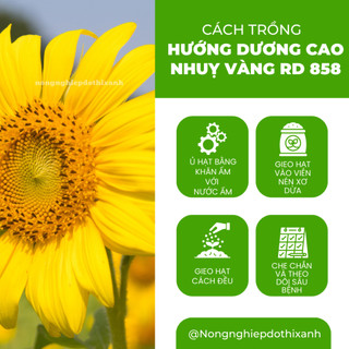 Hạt giống Hoa Hướng Dương Cao Nhuỵ Vàng RD 858 (1gram~35 hạt) trồng chậu hoặc cắt cành, quanh năm