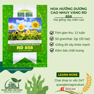 Hạt giống Hoa Hướng Dương Cao Nhuỵ Vàng RD 858 (1gram~35 hạt) trồng chậu hoặc cắt cành, quanh năm