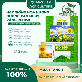 Hạt giống Hoa Hướng Dương Cao Nhuỵ Vàng RD 858 (1gram~35 hạt) trồng chậu hoặc cắt cành, quanh năm