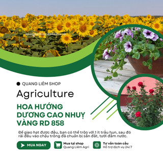 Hạt giống Hoa Hướng Dương Cao Nhuỵ Vàng RD 858 (1gram~35 hạt) trồng chậu hoặc cắt cành, quanh năm