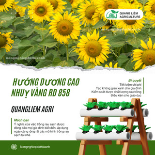 Hạt giống Hoa Hướng Dương Cao Nhuỵ Vàng RD 858 (1gram~35 hạt) trồng chậu hoặc cắt cành, quanh năm