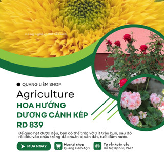 Hạt Giống Hoa Hướng Dương Cánh Kép Rado 839 (Gói 1g~20 Hạt) Rạng Đông, Dễ Trồng, Nhanh Ra Hoa