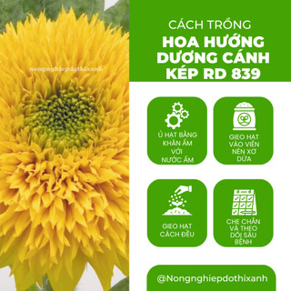 Hạt Giống Hoa Hướng Dương Cánh Kép Rado 839 (Gói 1g~20 Hạt) Rạng Đông, Dễ Trồng, Nhanh Ra Hoa