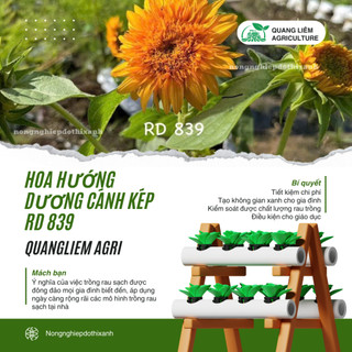 Hạt Giống Hoa Hướng Dương Cánh Kép Rado 839 (Gói 1g~20 Hạt) Rạng Đông, Dễ Trồng, Nhanh Ra Hoa