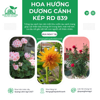 Hạt Giống Hoa Hướng Dương Cánh Kép Rado 839 (Gói 1g~20 Hạt) Rạng Đông, Dễ Trồng, Nhanh Ra Hoa