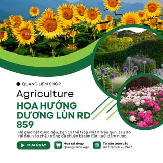 Hạt Giống Hoa Hướng Dương Lùn RADO 859 (Gói 10 Hạt) Rạng Đông, Cánh Đơn, Hoa Nở To, Trồng Cây
