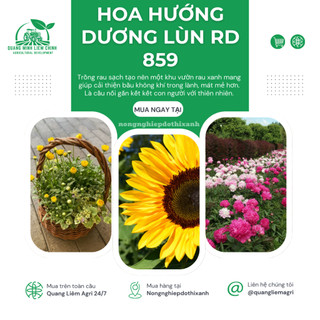 Hạt Giống Hoa Hướng Dương Lùn RADO 859 (Gói 10 Hạt) Rạng Đông, Cánh Đơn, Hoa Nở To, Trồng Cây