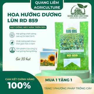 Hạt Giống Hoa Hướng Dương Lùn RADO 859 (Gói 10 Hạt) Rạng Đông, Cánh Đơn, Hoa Nở To, Trồng Cây
