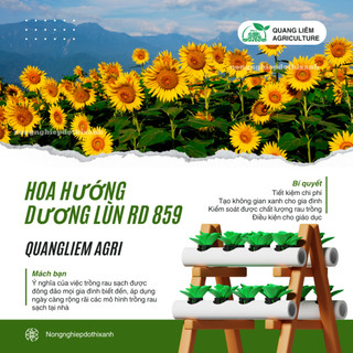 Hạt Giống Hoa Hướng Dương Lùn RADO 859 (Gói 10 Hạt) Rạng Đông, Cánh Đơn, Hoa Nở To, Trồng Cây