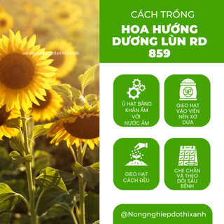Hạt Giống Hoa Hướng Dương Lùn RADO 859 (Gói 10 Hạt) Rạng Đông, Cánh Đơn, Hoa Nở To, Trồng Cây