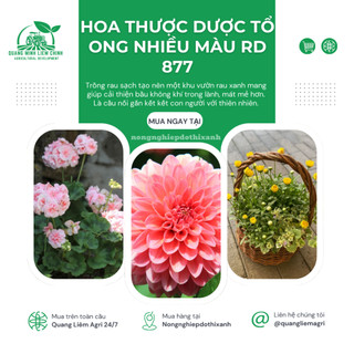 Hạt giống Hoa Thược Dược Tổ Ong Nhiều Màu Rd 877 (0,1gram ~20 hạt) dễ chăm sóc