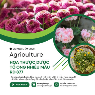 Hạt giống Hoa Thược Dược Tổ Ong Nhiều Màu Rd 877 (0,1gram ~20 hạt) dễ chăm sóc