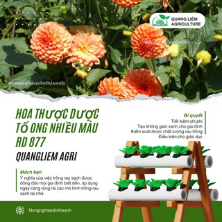 Hạt giống Hoa Thược Dược Tổ Ong Nhiều Màu Rd 877 (0,1gram ~20 hạt) dễ chăm sóc