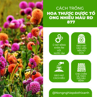 Hạt giống Hoa Thược Dược Tổ Ong Nhiều Màu Rd 877 (0,1gram ~20 hạt) dễ chăm sóc