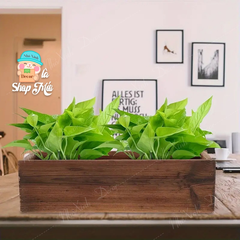 Chậu gỗ, kệ gỗ trồng sen đá, xương rồng, trồng cây cảnh mini trồng cây trong nhà