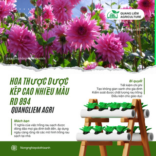 Hạt giống Hoa Thược Dược Kép Cao Nhiều Màu RD 894 (0,1gram~25 hạt) cao 140-160cm, trồng quanh năm