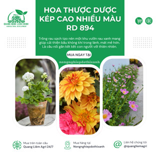 Hạt giống Hoa Thược Dược Kép Cao Nhiều Màu RD 894 (0,1gram~25 hạt) cao 140-160cm, trồng quanh năm