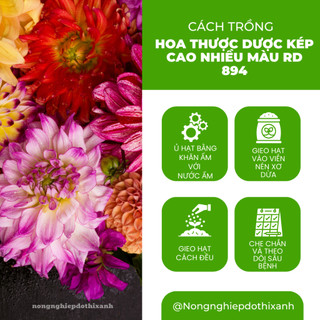 Hạt giống Hoa Thược Dược Kép Cao Nhiều Màu RD 894 (0,1gram~25 hạt) cao 140-160cm, trồng quanh năm