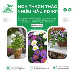 Hạt giống Hoa Thạch Thảo Nhiều Màu RD 921 (0,2gram~250 hạt) dễ chăm, dễ nảy mầm, trồng quanh năm