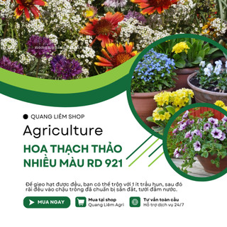 Hạt giống Hoa Thạch Thảo Nhiều Màu RD 921 (0,2gram~250 hạt) dễ chăm, dễ nảy mầm, trồng quanh năm