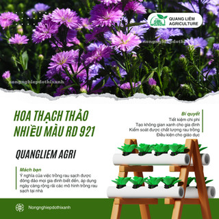 Hạt giống Hoa Thạch Thảo Nhiều Màu RD 921 (0,2gram~250 hạt) dễ chăm, dễ nảy mầm, trồng quanh năm