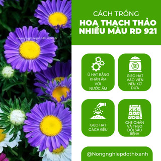 Hạt giống Hoa Thạch Thảo Nhiều Màu RD 921 (0,2gram~250 hạt) dễ chăm, dễ nảy mầm, trồng quanh năm