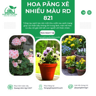 Hạt giống Hoa Păng Xê Nhiều Màu RD 821 (0,03gram~40 hạt) hoa Pansy nhiều màu, cây cao 15-20 cm