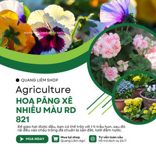 Hạt giống Hoa Păng Xê Nhiều Màu RD 821 (0,03gram~40 hạt) hoa Pansy nhiều màu, cây cao 15-20 cm