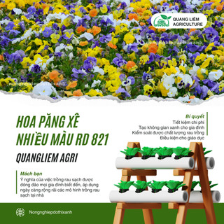 Hạt giống Hoa Păng Xê Nhiều Màu RD 821 (0,03gram~40 hạt) hoa Pansy nhiều màu, cây cao 15-20 cm