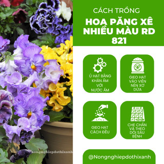 Hạt giống Hoa Păng Xê Nhiều Màu RD 821 (0,03gram~40 hạt) hoa Pansy nhiều màu, cây cao 15-20 cm