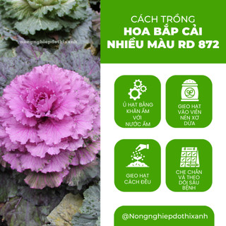 Hạt giống Hoa Bắp Cải Nhiều Màu RD 872 (0,1gram~50 hạt) nhiều màu, ăn được, dễ chăm sóc
