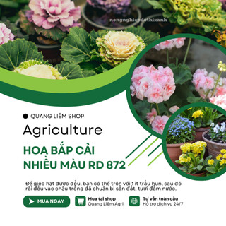 Hạt giống Hoa Bắp Cải Nhiều Màu RD 872 (0,1gram~50 hạt) nhiều màu, ăn được, dễ chăm sóc