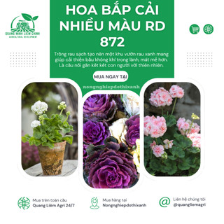 Hạt giống Hoa Bắp Cải Nhiều Màu RD 872 (0,1gram~50 hạt) nhiều màu, ăn được, dễ chăm sóc