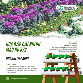 Hạt giống Hoa Bắp Cải Nhiều Màu RD 872 (0,1gram~50 hạt) nhiều màu, ăn được, dễ chăm sóc