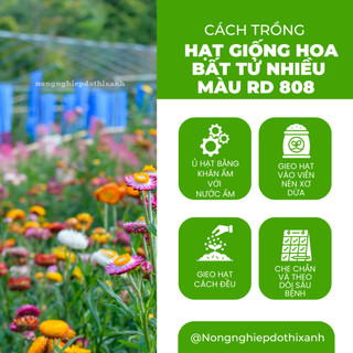 Hạt giống Hoa Bất Tử Nhiều Màu RD 808 (0,03gram~40 hạt) thân cao 80-100cm, trồng quanh năm