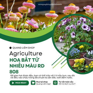 Hạt giống Hoa Bất Tử Nhiều Màu RD 808 (0,03gram~40 hạt) thân cao 80-100cm, trồng quanh năm