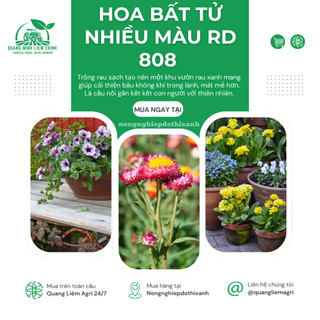 Hạt giống Hoa Bất Tử Nhiều Màu RD 808 (0,03gram~40 hạt) thân cao 80-100cm, trồng quanh năm
