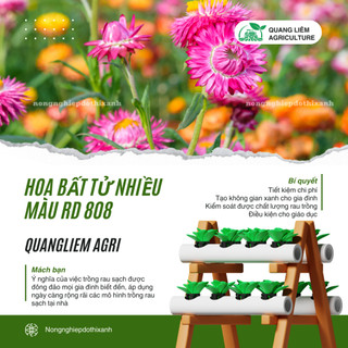 Hạt giống Hoa Bất Tử Nhiều Màu RD 808 (0,03gram~40 hạt) thân cao 80-100cm, trồng quanh năm