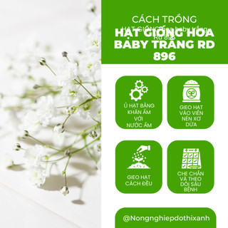 Hạt Giống Hoa Baby Trắng RADO 896 (Gói 0,03g~80 Hạt) Rạng Đông, Dùng Làm Hoa Khô Trang Trí