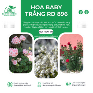 Hạt Giống Hoa Baby Trắng RADO 896 (Gói 0,03g~80 Hạt) Rạng Đông, Dùng Làm Hoa Khô Trang Trí