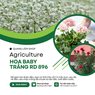 Hạt Giống Hoa Baby Trắng RADO 896 (Gói 0,03g~80 Hạt) Rạng Đông, Dùng Làm Hoa Khô Trang Trí